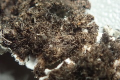 Heterodermia tremulans