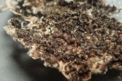 Heterodermia tremulans