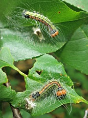 Acronicta radcliffei
