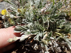 Potentilla pseudosericea