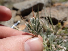 Potentilla pseudosericea