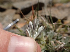 Potentilla pseudosericea