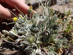 Potentilla pseudosericea