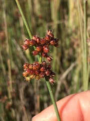 Juncus effusus pacificus