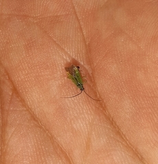 Ilnacora