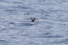 Hydrobates leucorhous