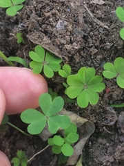 Oxalis