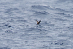 Hydrobates leucorhous
