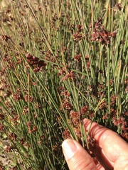 Juncus effusus pacificus