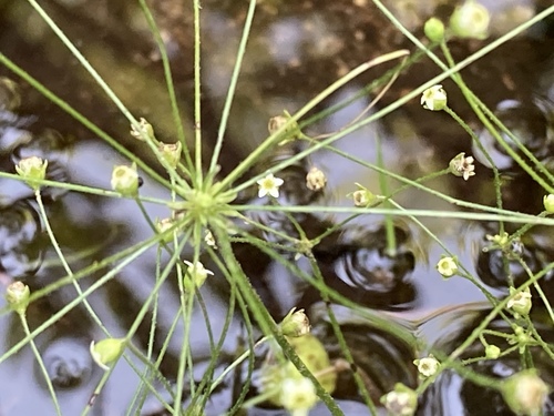 Androsace filiformis iNat (2)