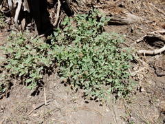 Phacelia hydrophylloides