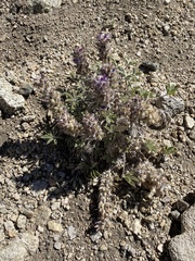 Lupinus lepidus ashlandensis