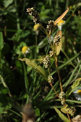 Persicaria tomentosa