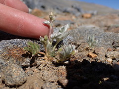 Potentilla pseudosericea