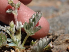 Potentilla pseudosericea