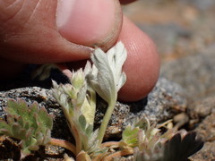 Potentilla pseudosericea