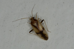 Neolygus vitticollis