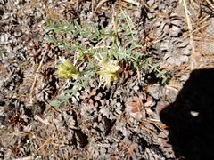 Astragalus bolanderi