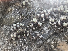 Dudleya virens