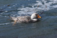 Tachyeres leucocephalus