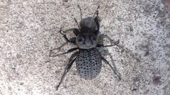 Scotobius pilularius