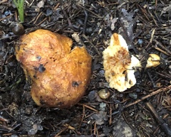 Russula grata