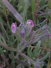 Chloropyron maritimum palustre