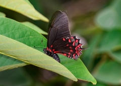 Mimoides thymbraeus thymbraeus