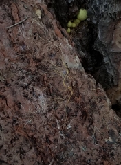 Buchwaldoboletus sphaerocephalus