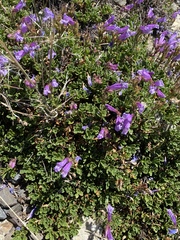 Penstemon davidsonii