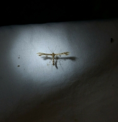 Oxyptilini