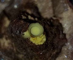 Buchwaldoboletus sphaerocephalus