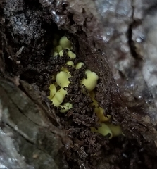 Buchwaldoboletus sphaerocephalus