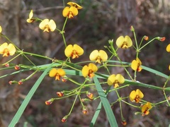 Daviesia wyattiana