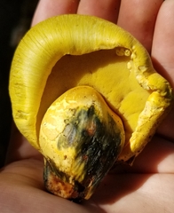 Buchwaldoboletus sphaerocephalus