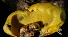 Buchwaldoboletus sphaerocephalus