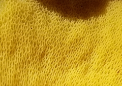 Buchwaldoboletus sphaerocephalus