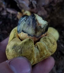 Buchwaldoboletus sphaerocephalus