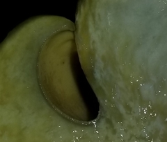 Buchwaldoboletus sphaerocephalus