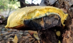 Buchwaldoboletus sphaerocephalus