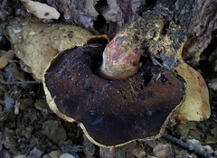 Buchwaldoboletus sphaerocephalus