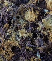 Buchwaldoboletus sphaerocephalus