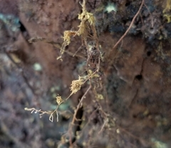 Buchwaldoboletus sphaerocephalus