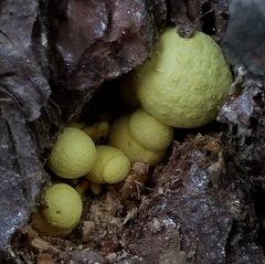 Buchwaldoboletus sphaerocephalus