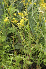 Senecio rigidus