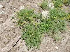 Cymopterus terebinthinus