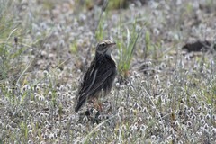 Anthus furcatus