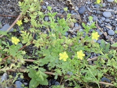 Potentilla supina