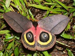 Automeris belti