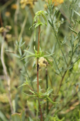 Carpacoce spermacocea